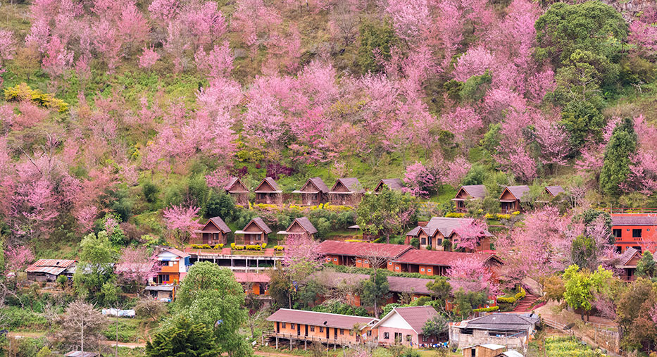 Blooming-sakura-trees-in-Doi-Ang-Khang