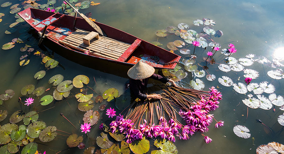 Lotus-picking-in-Ninh-Binh